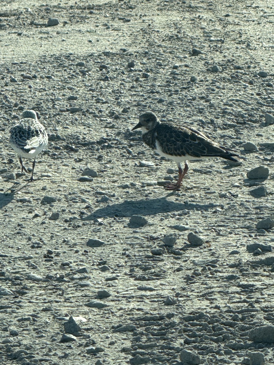 Ruddy Turnstone - ML641275709