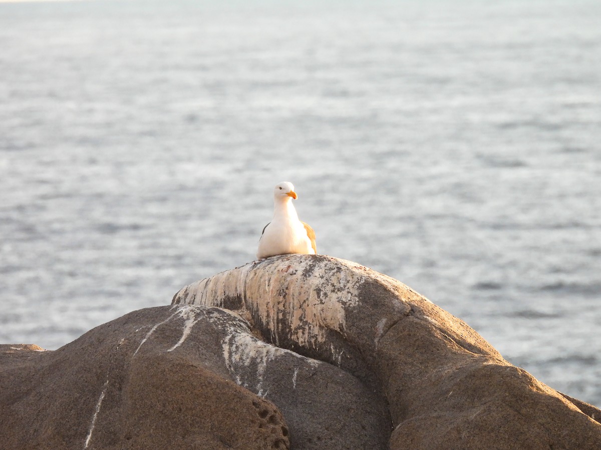 Kelp Gull - ML641275717