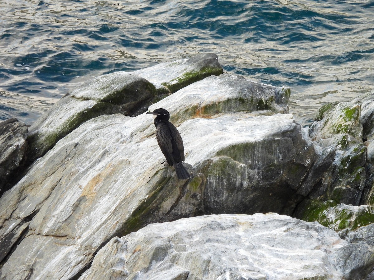Neotropic Cormorant - ML641275719