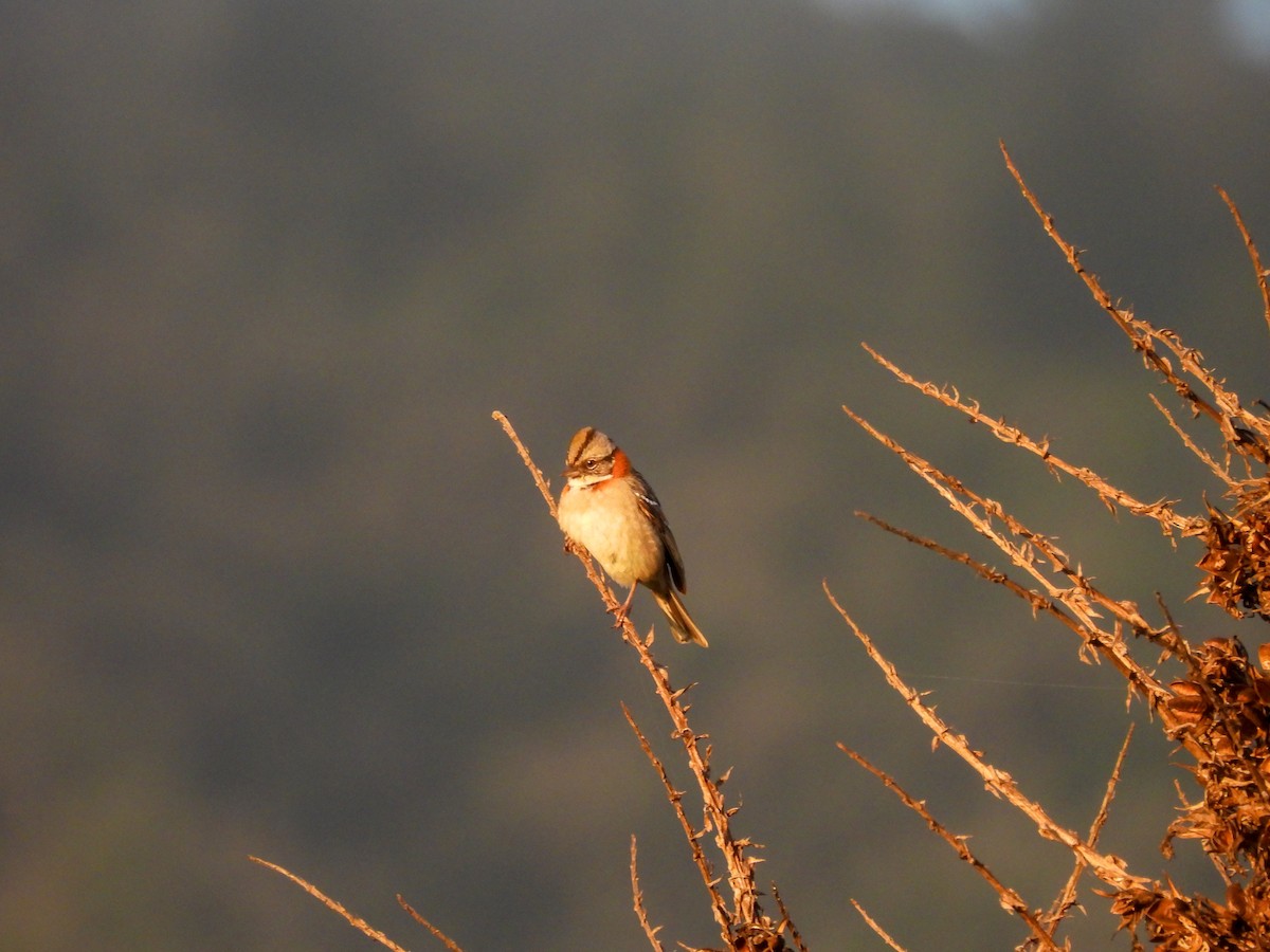 Rufous-collared Sparrow - ML641275748