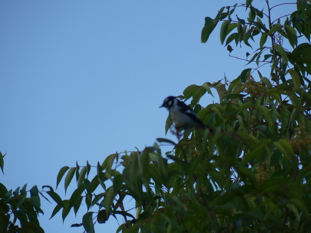 White-eared Monarch - ML641275750