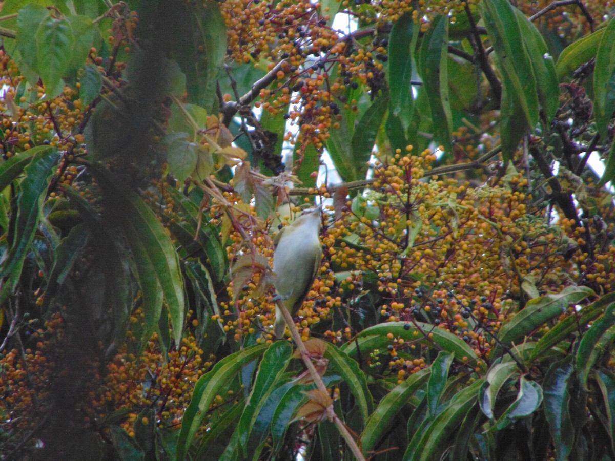 rødøyevireo - ML641275796