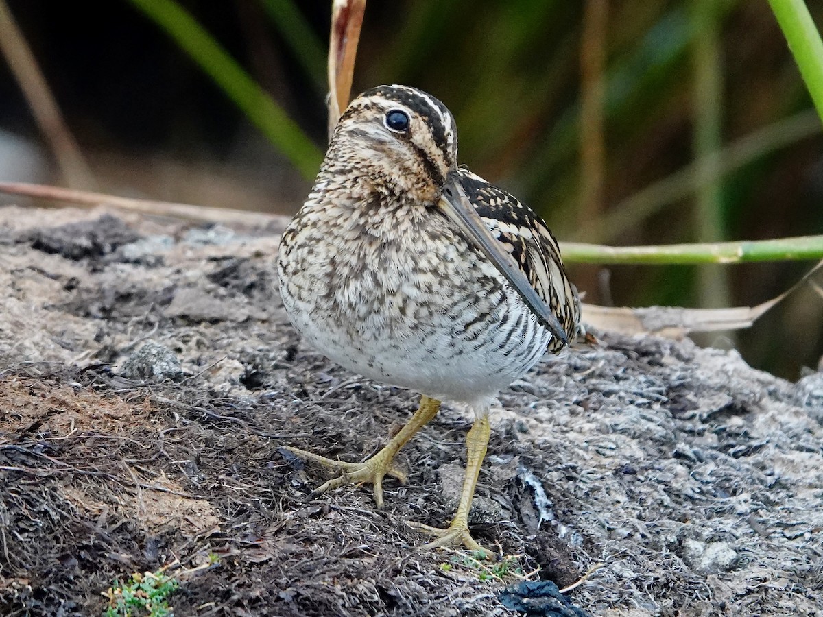 Puna Snipe - ML641275797
