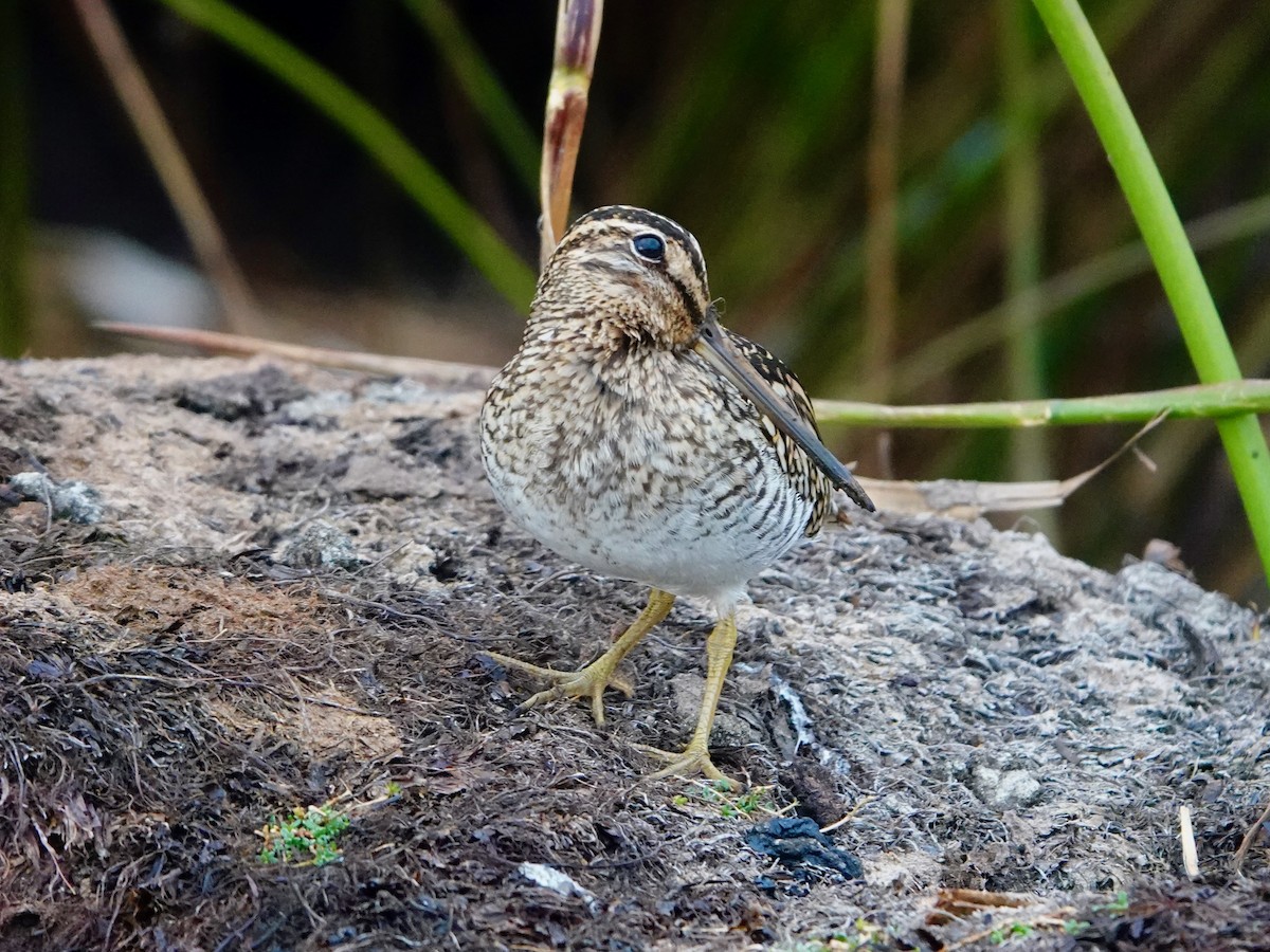 Puna Snipe - ML641275798