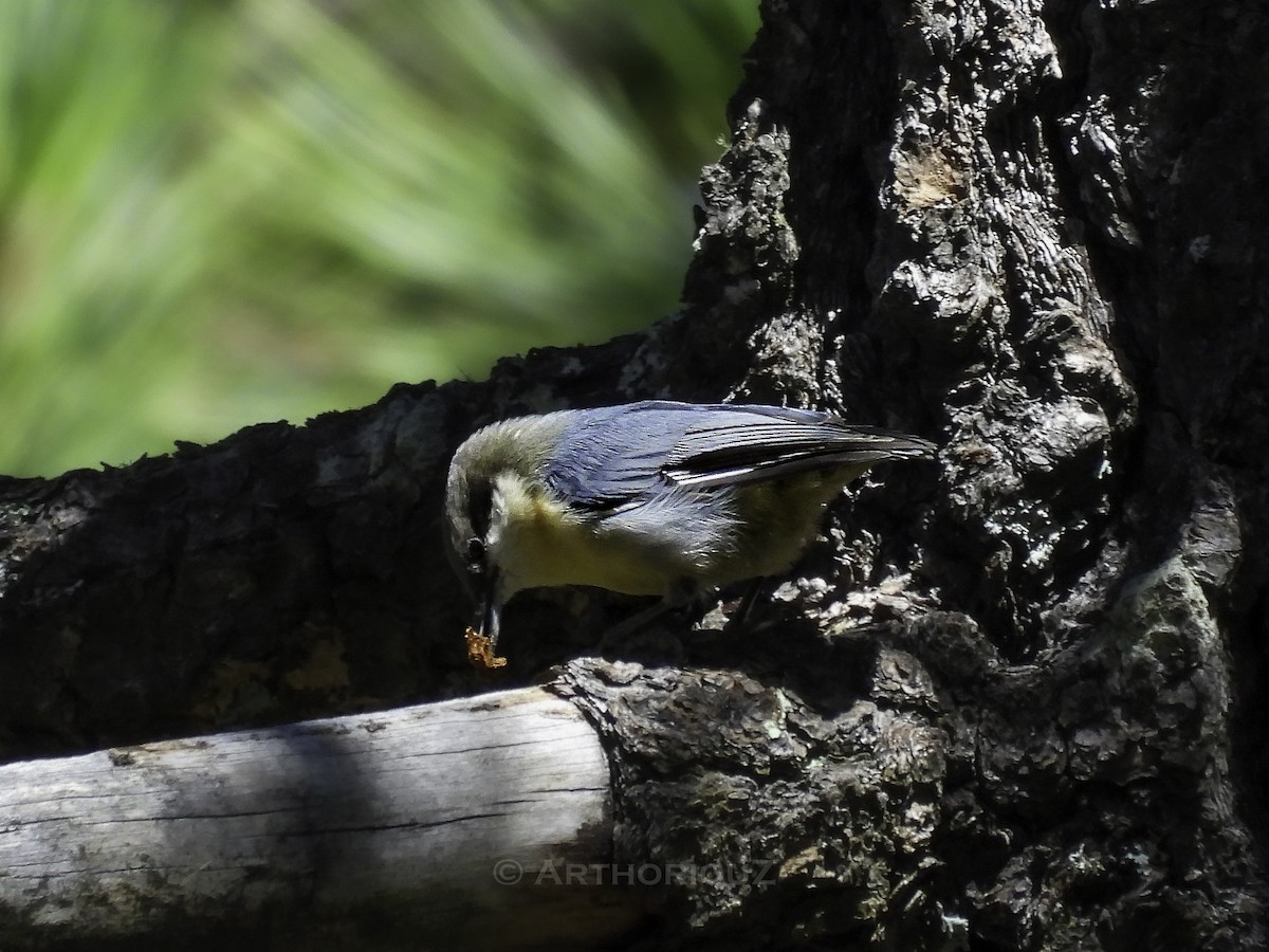 Pygmy Nuthatch - ML641275806