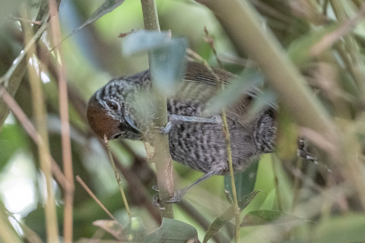 Bänderbrust-Zaunkönig - ML641275809