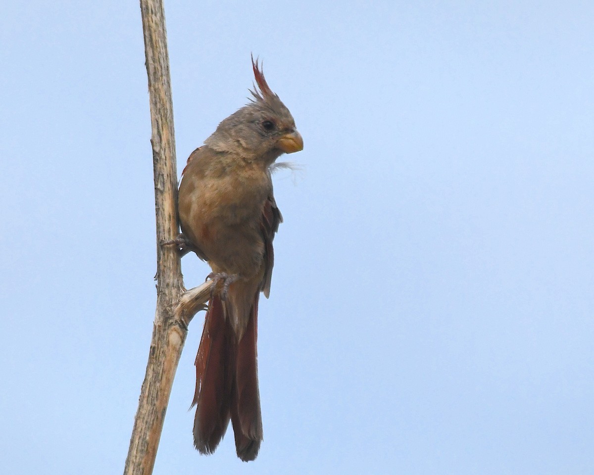 Pyrrhuloxia - ML641275810