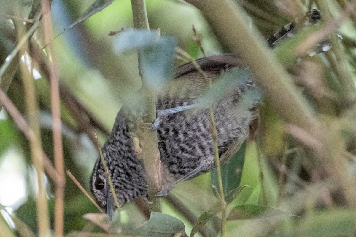 Bänderbrust-Zaunkönig - ML641275815