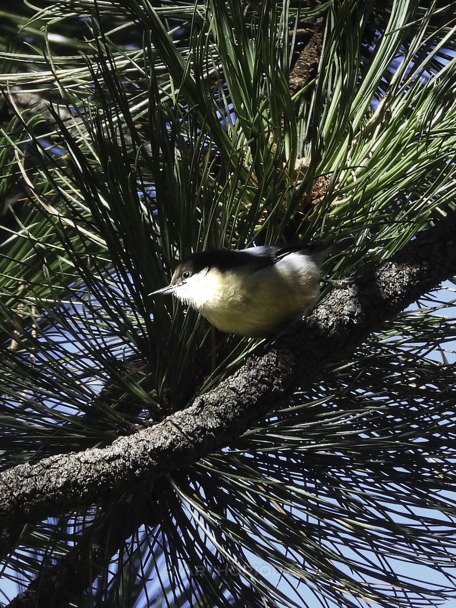 Pygmy Nuthatch - ML641275822