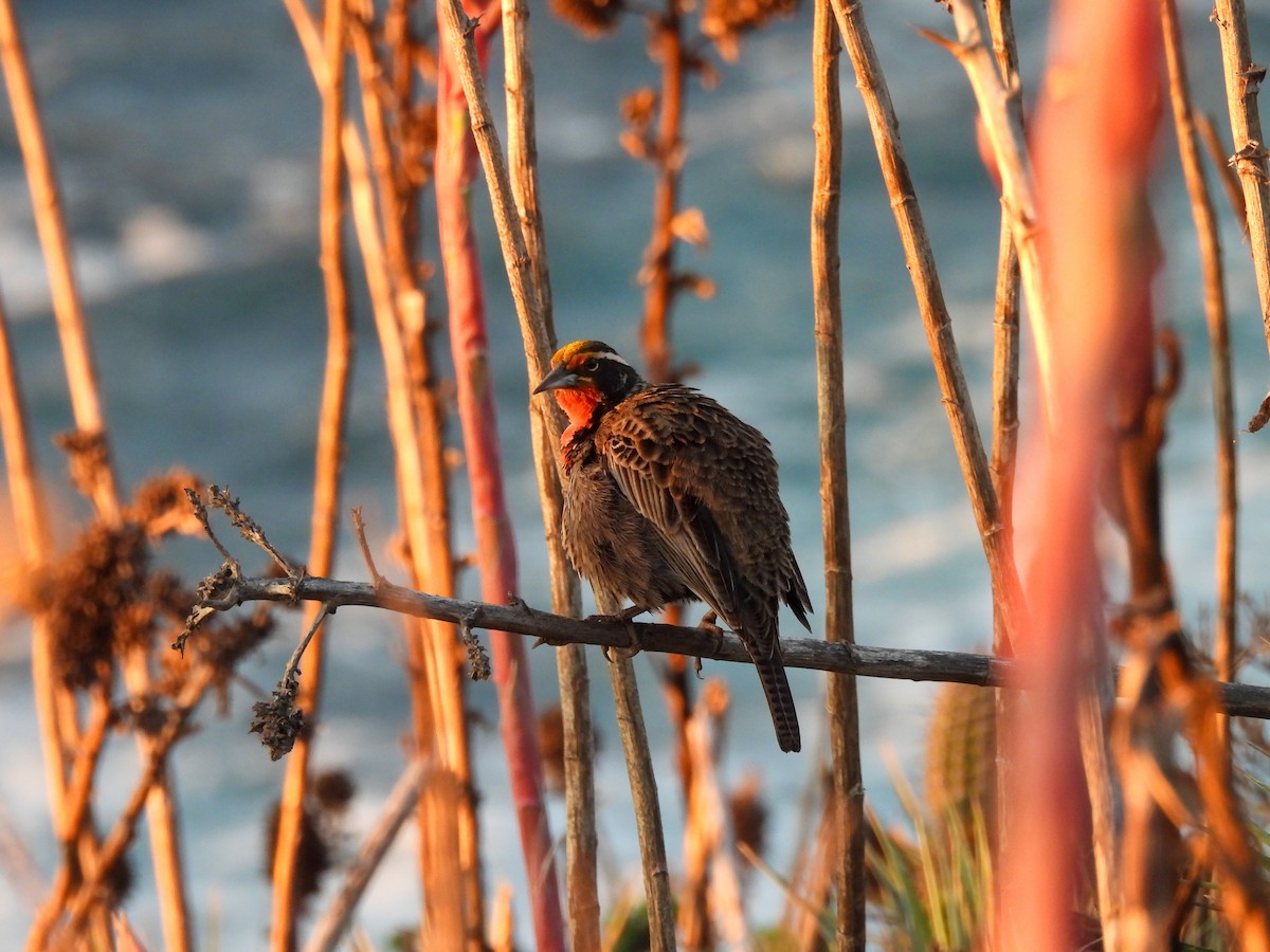 Long-tailed Meadowlark - ML641275824