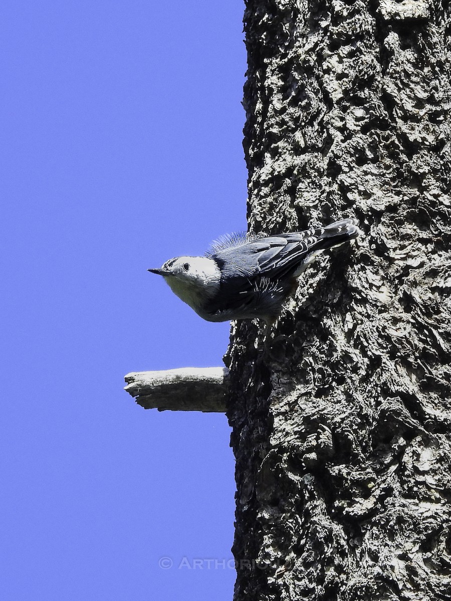 White-breasted Nuthatch - ML641275837