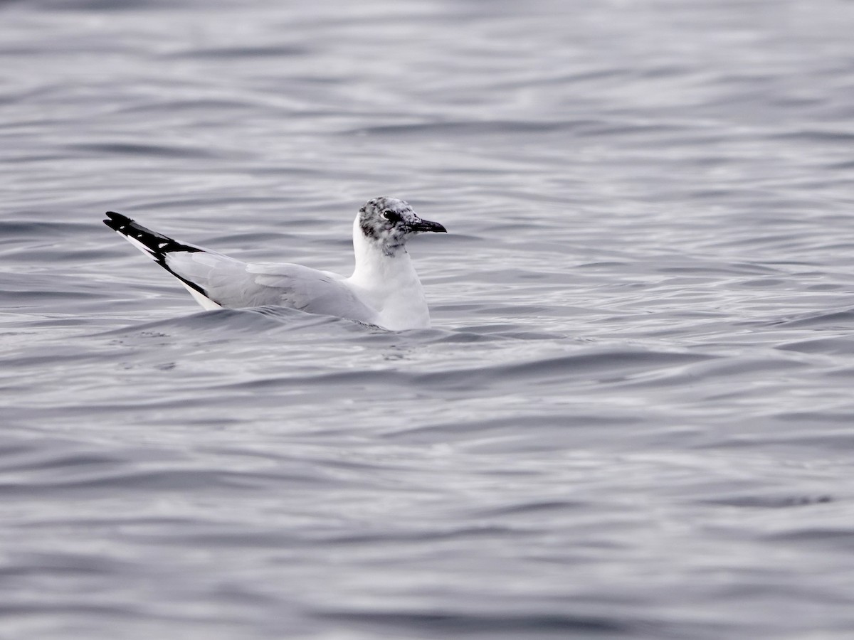 Andean Gull - ML641275838