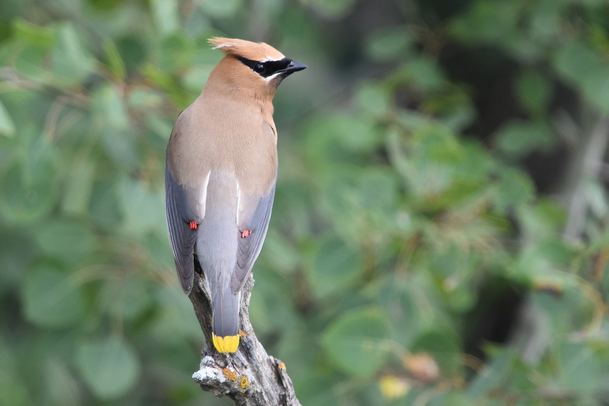 Cedar Waxwing - ML641275839