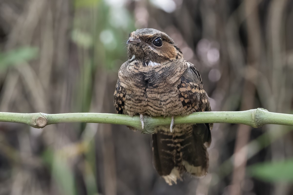 Common Pauraque - ML641275840