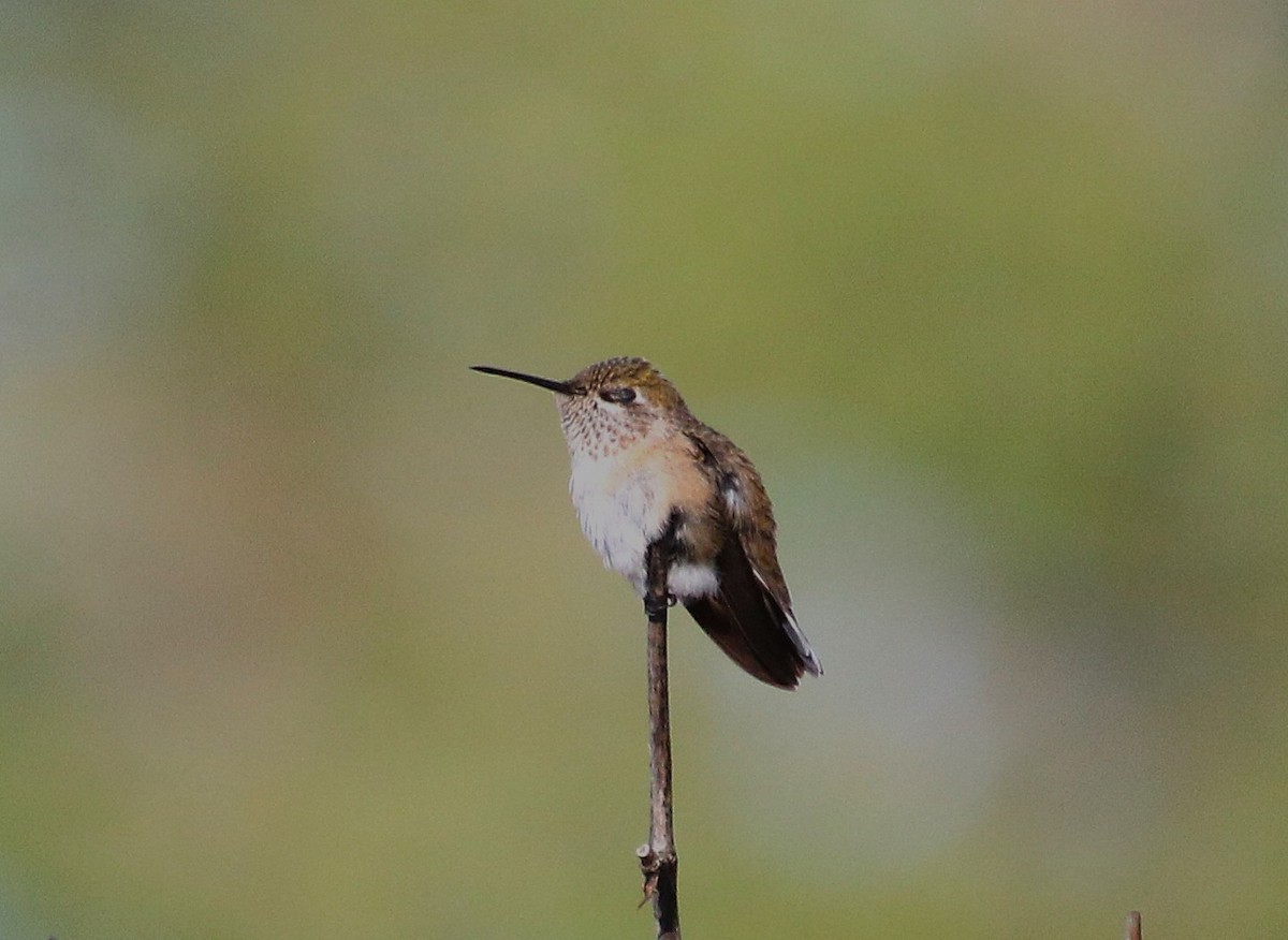Calliope Hummingbird - ML641275855