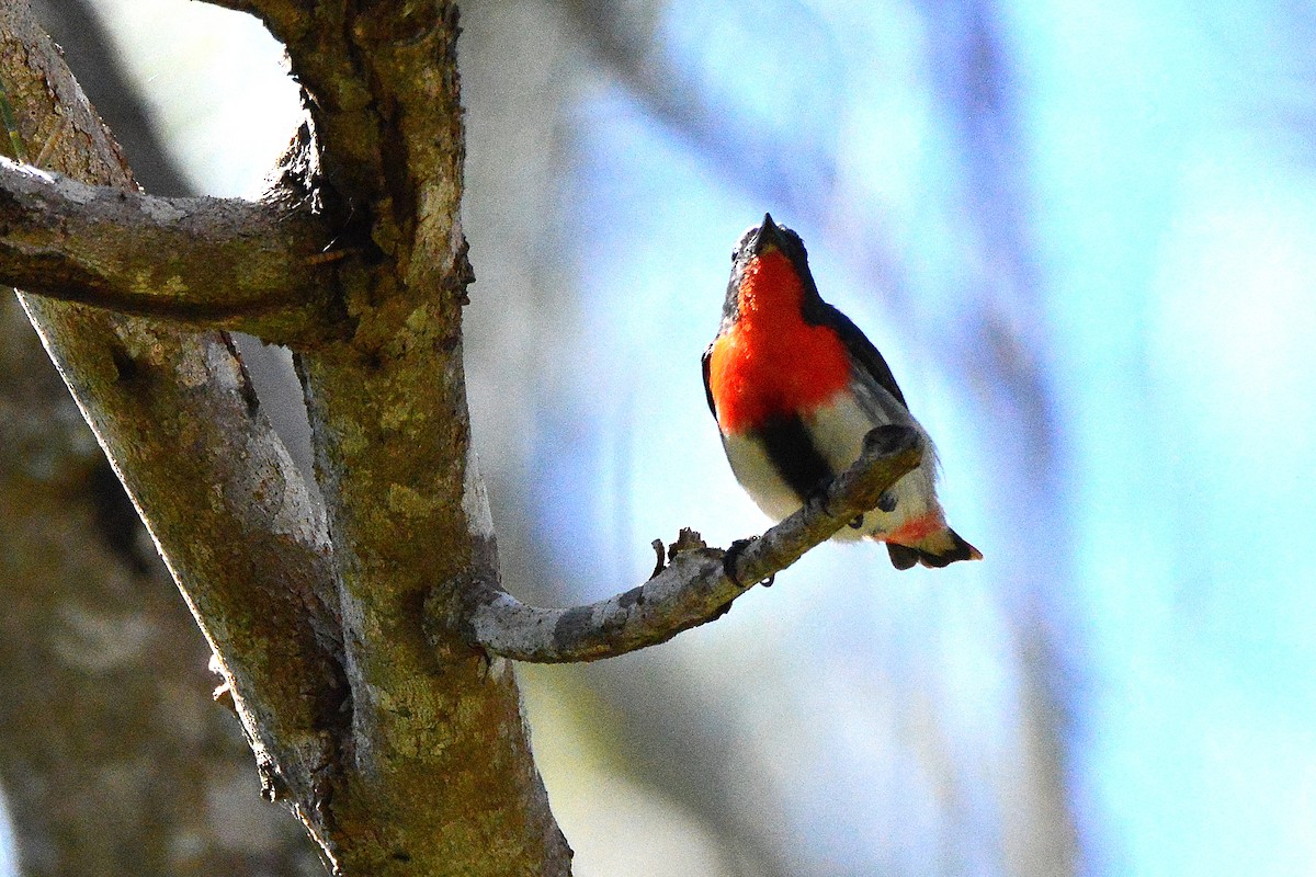 Mistletoebird - ML641275857
