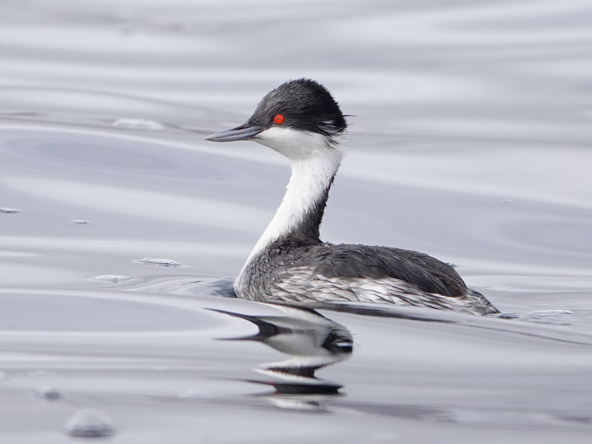 Junin Grebe - ML641275864