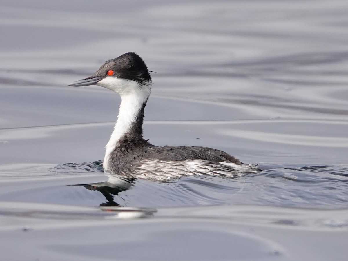 Junin Grebe - ML641275865