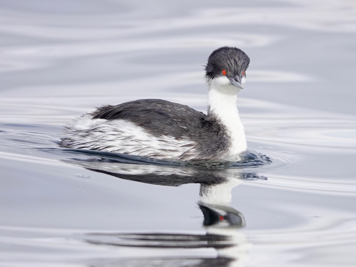 Junin Grebe - ML641275866