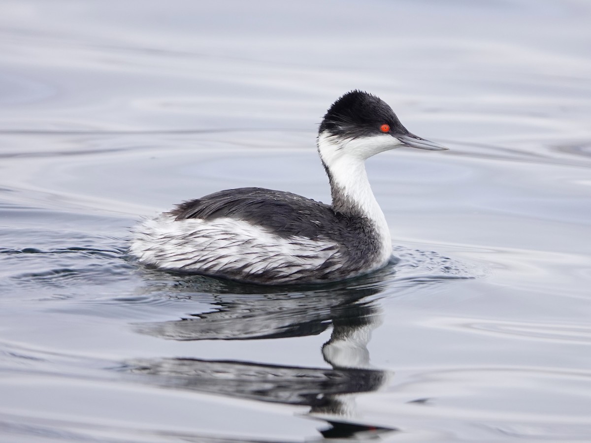 Junin Grebe - ML641275867