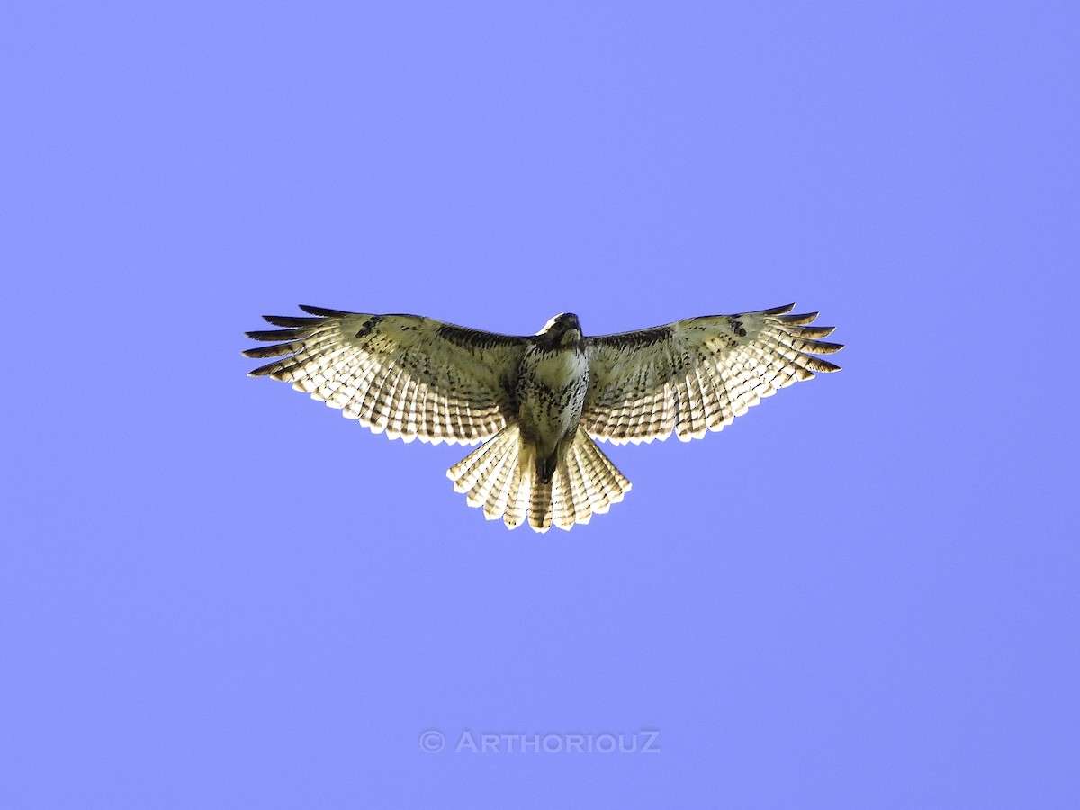 Red-tailed Hawk - ML641275879