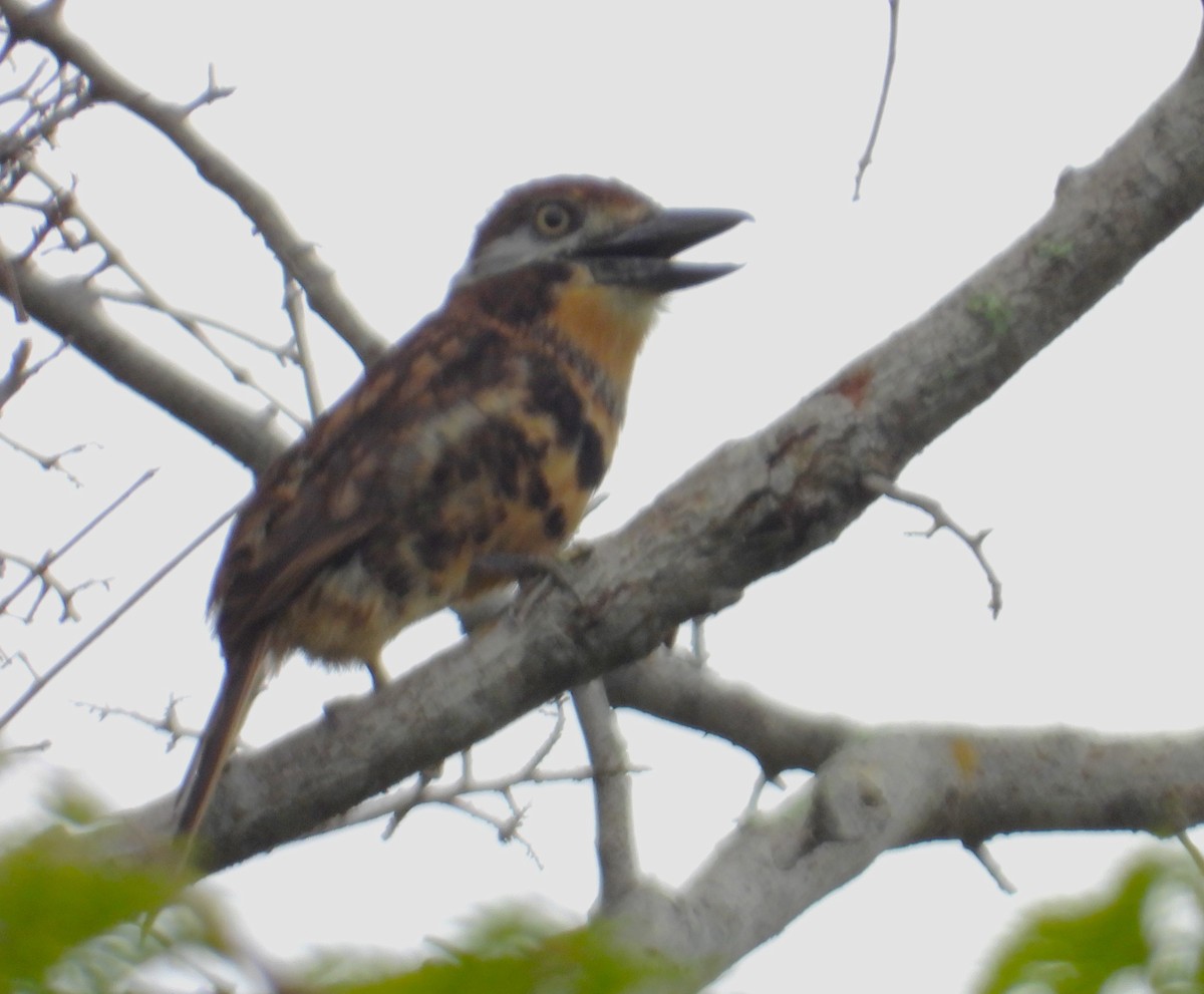 Two-banded Puffbird - ML641275880