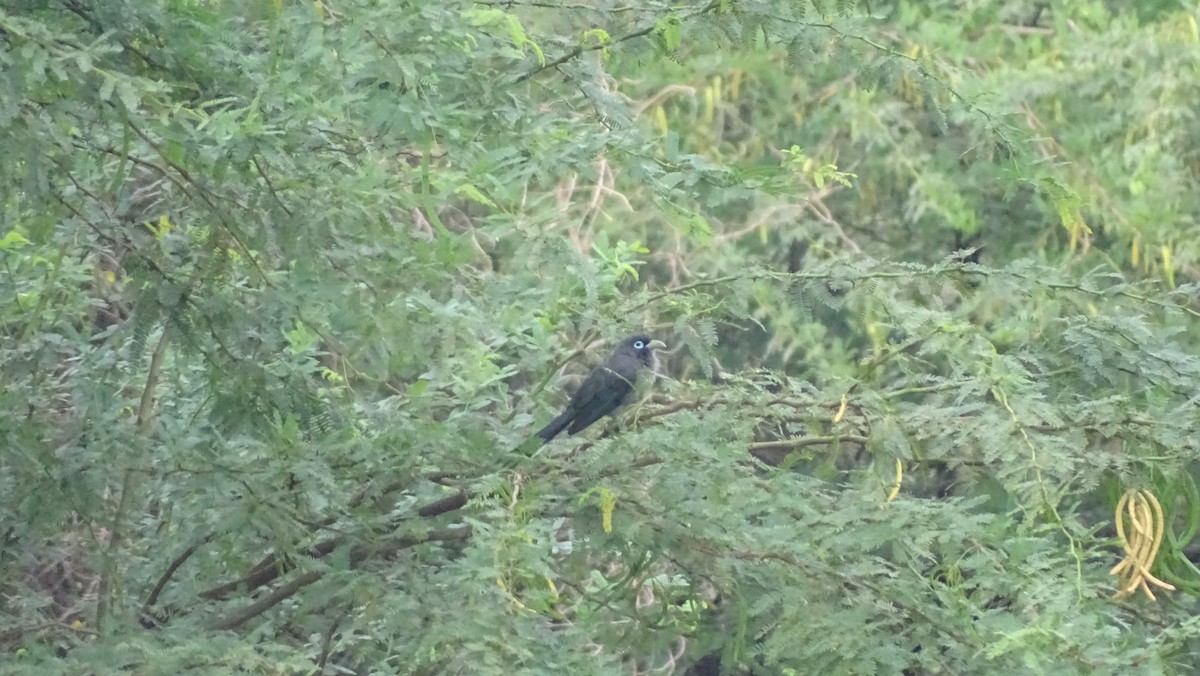 Blue-faced Malkoha - ML641275931