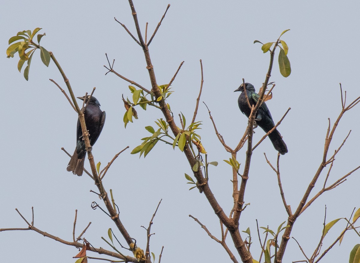 Splendid Starling - ML641275934