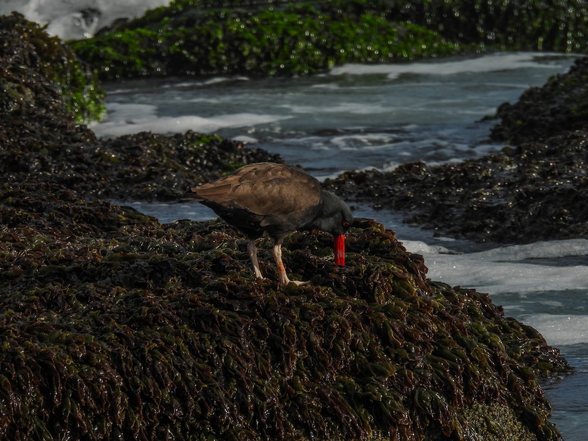 Blackish Oystercatcher - ML641275935