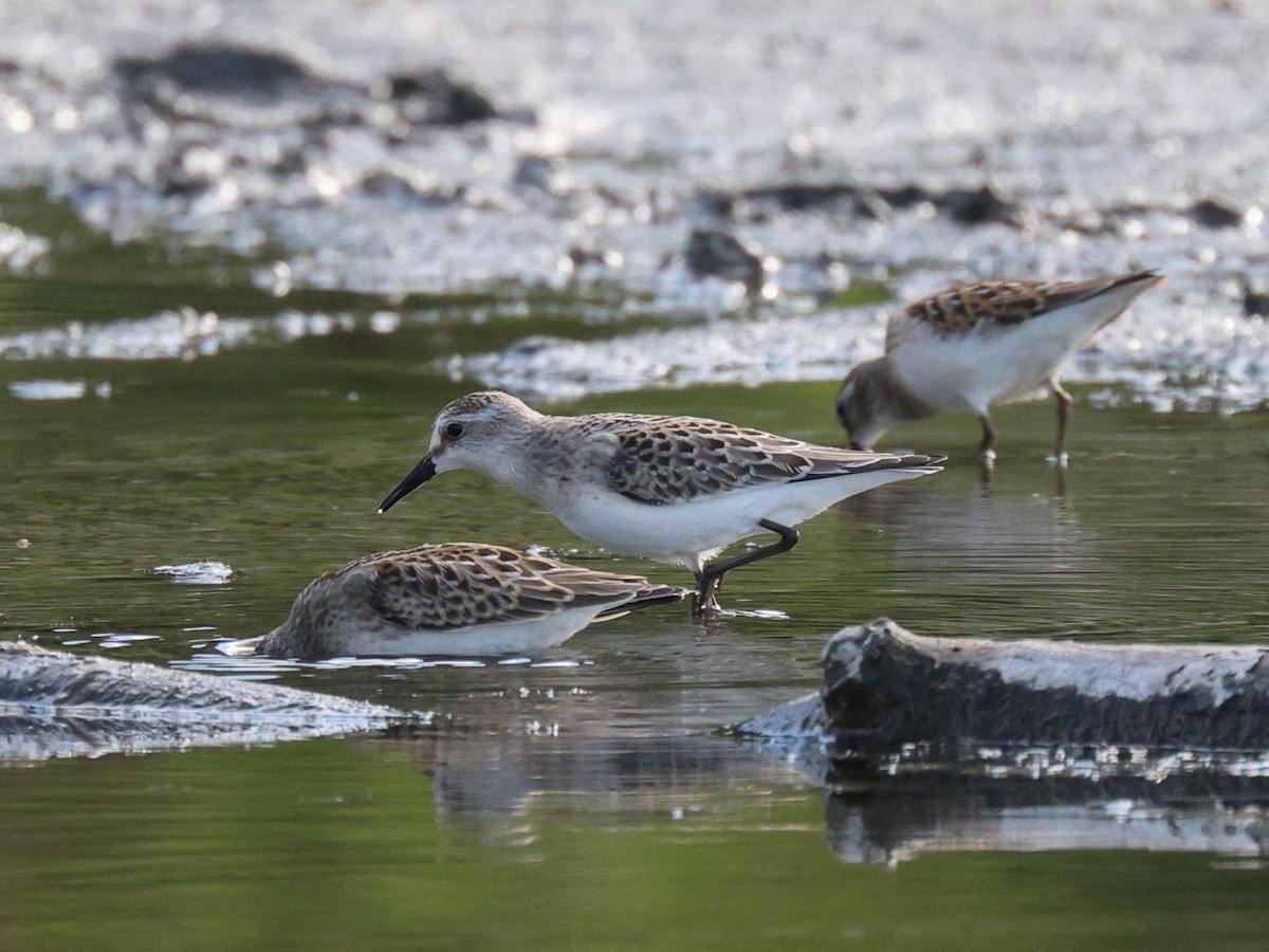 Semipalmated Sandpiper - ML641275936