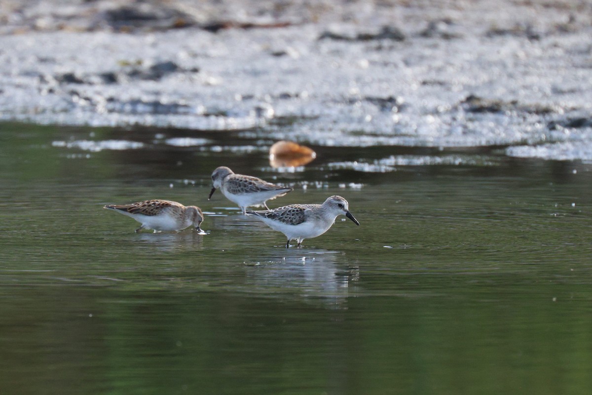 Semipalmated Sandpiper - ML641275937
