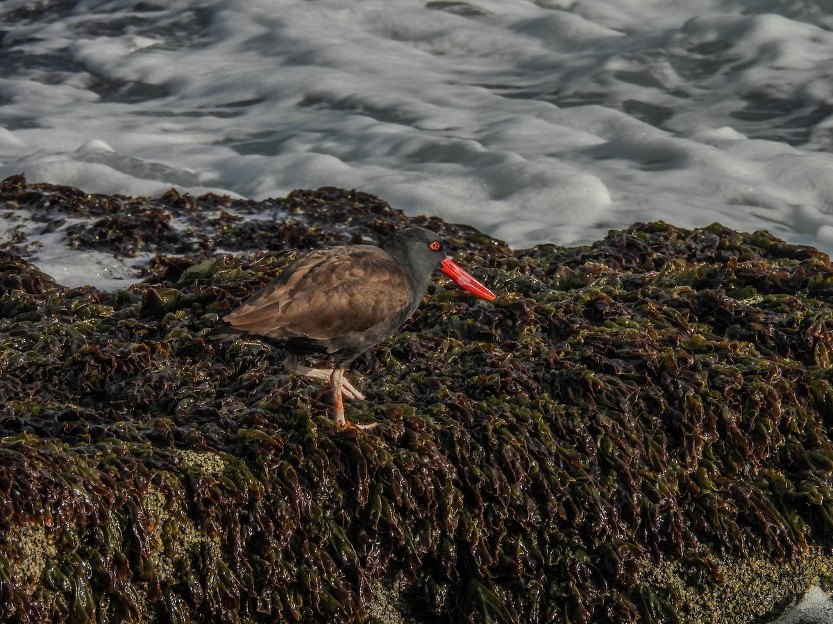 Blackish Oystercatcher - ML641275941