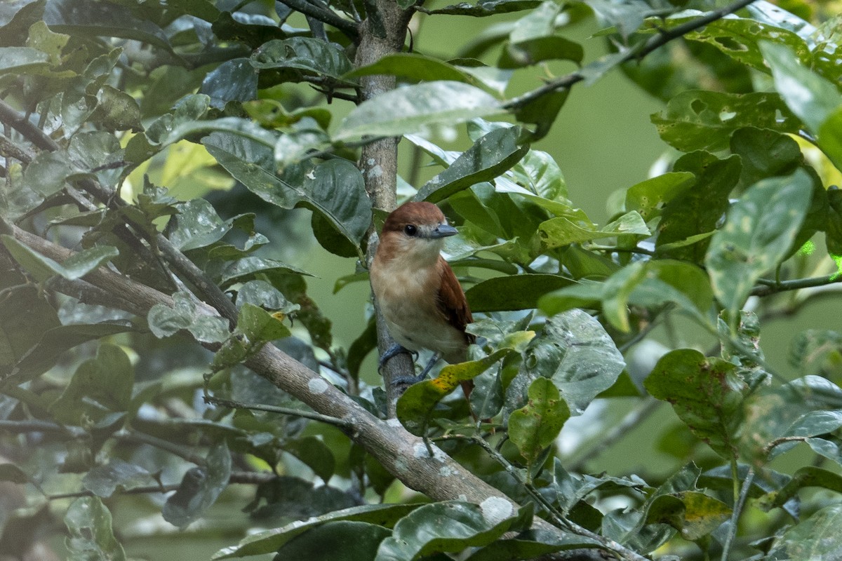 Cinereous Becard - ML641275953