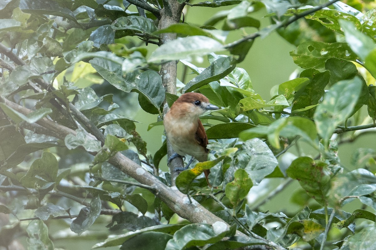 Cinereous Becard - ML641275954
