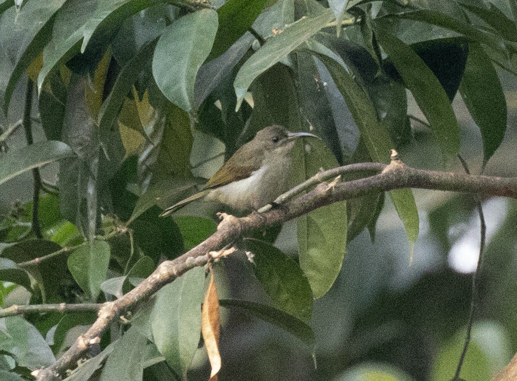 Olive Sunbird - ML641275956