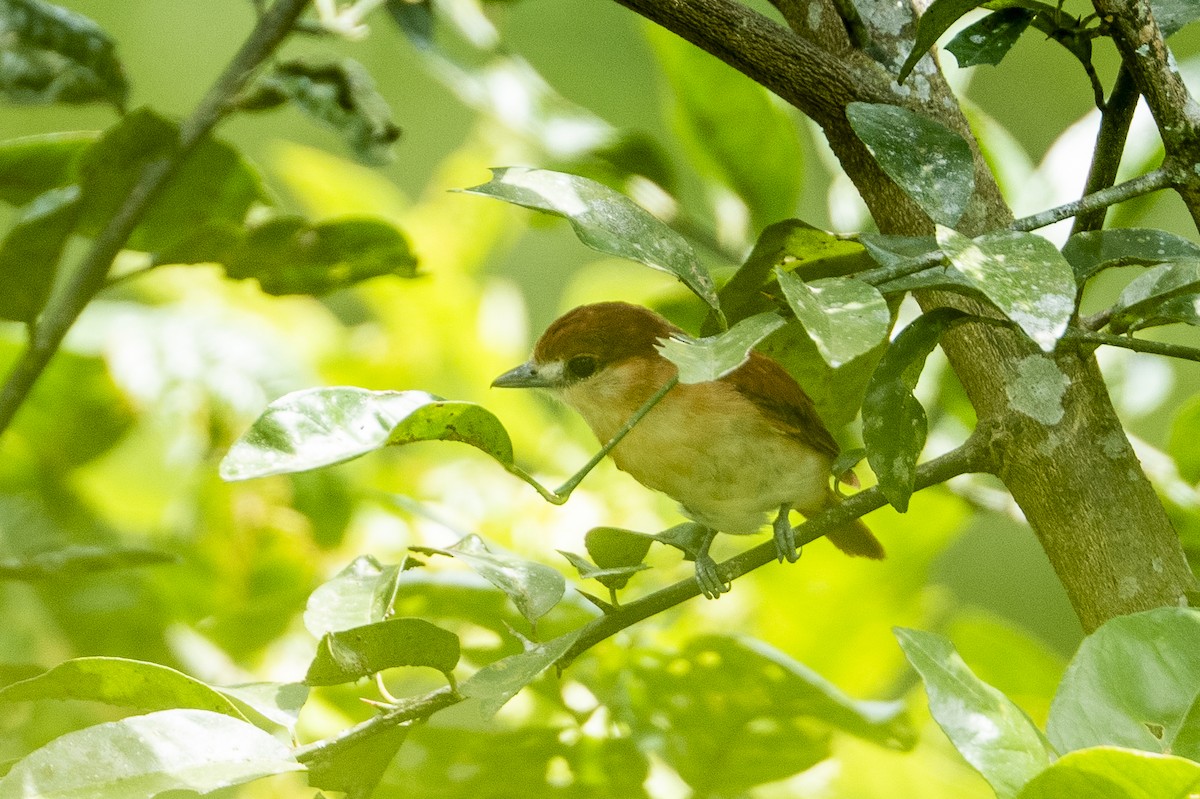 Cinereous Becard - ML641275958