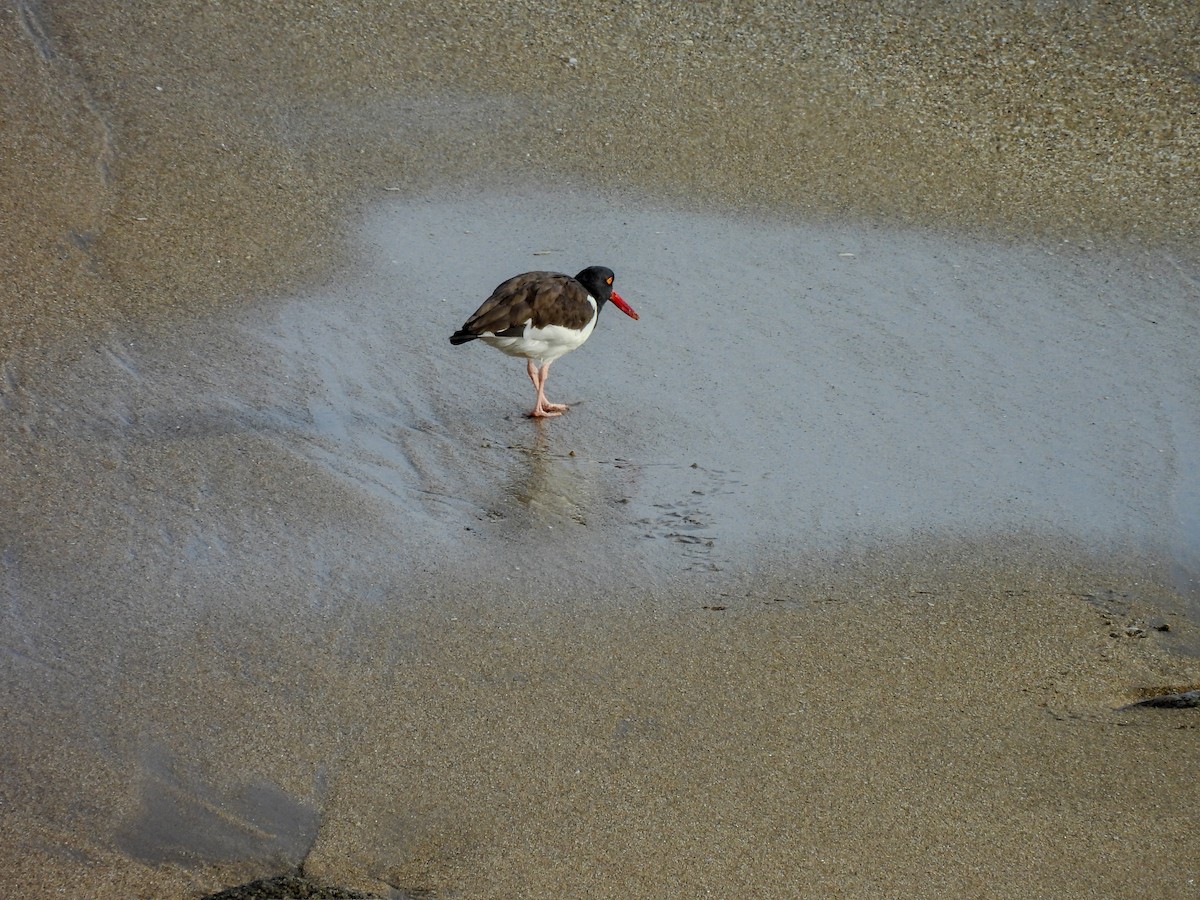 American Oystercatcher - ML641275960