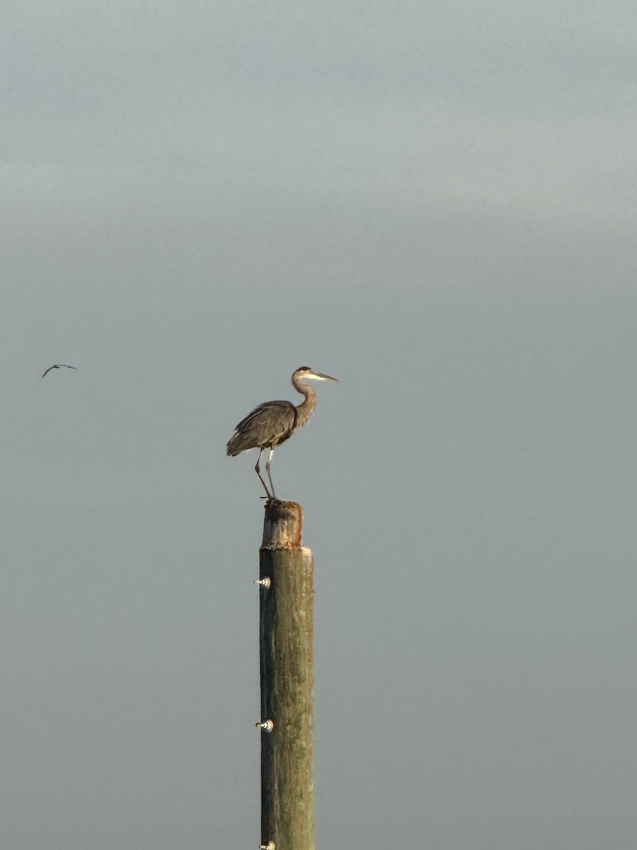 Great Blue Heron - ML641275975