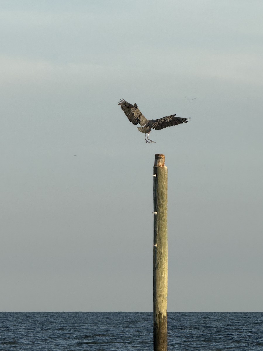 Great Blue Heron - ML641275976