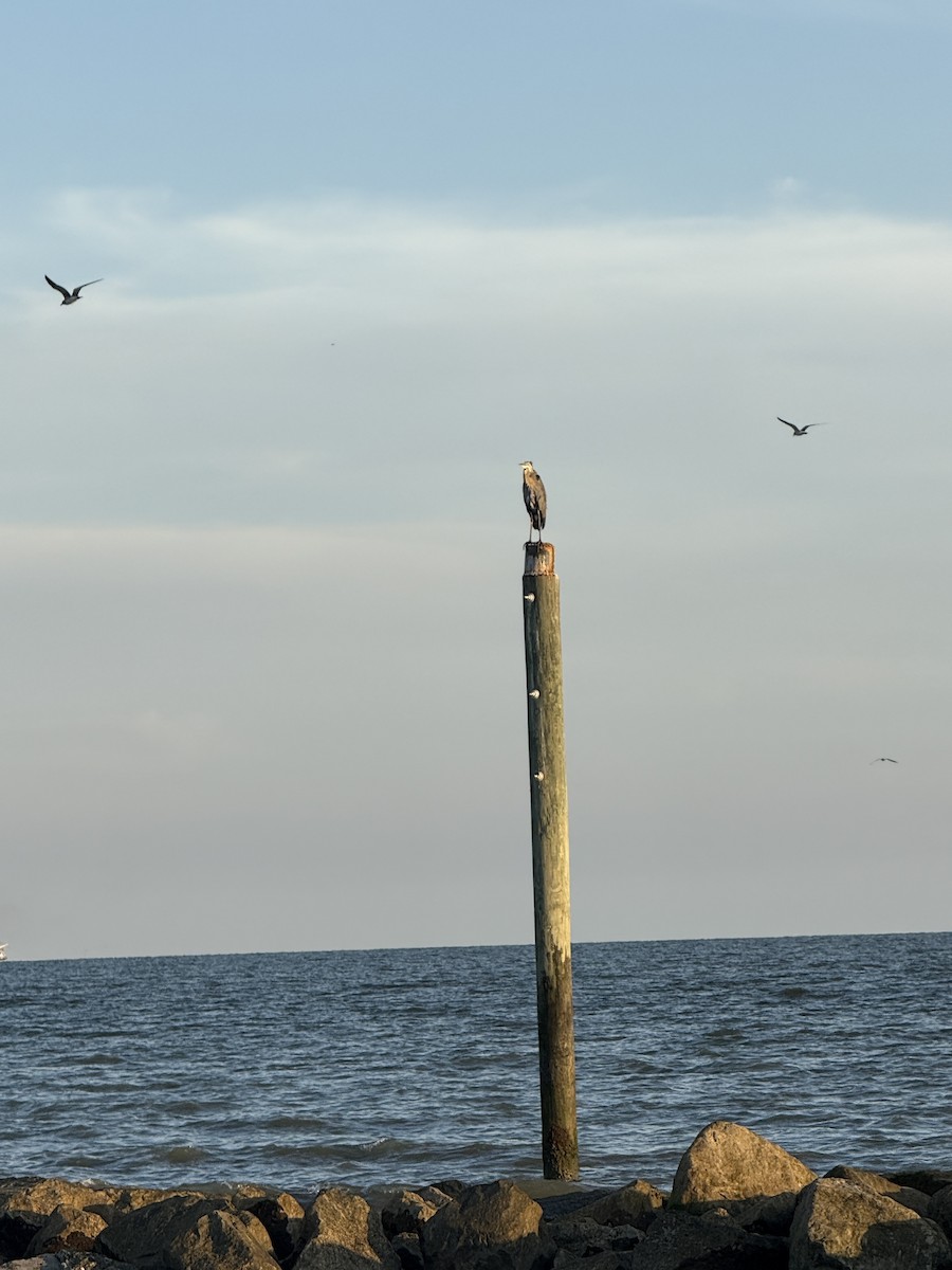 Great Blue Heron - ML641275977