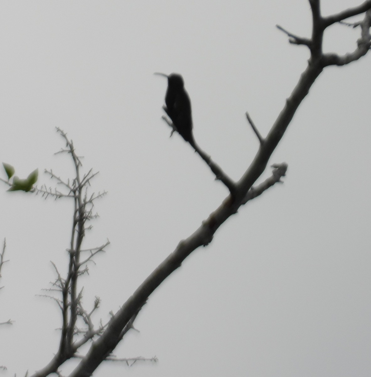 hummingbird sp. - ML641275980