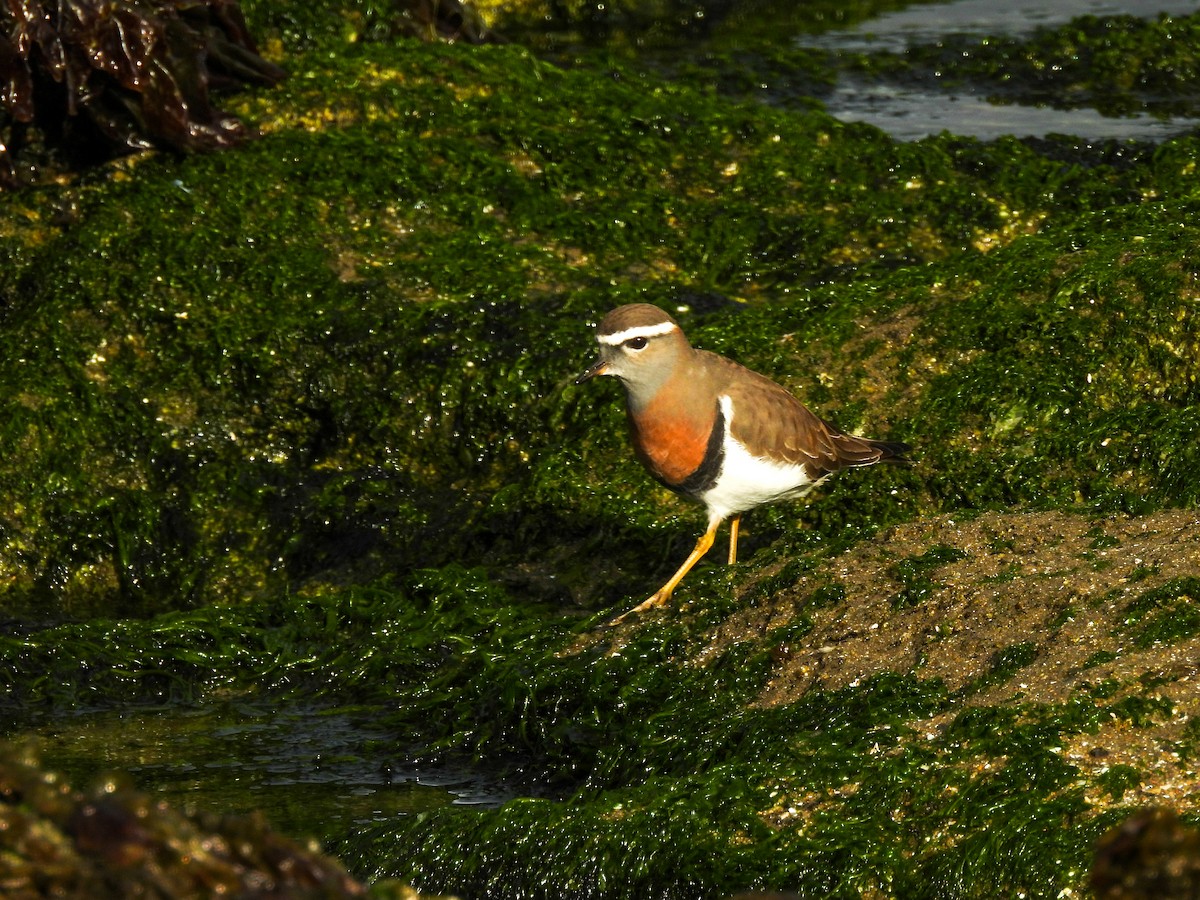 Rufous-chested Dotterel - ML641275983