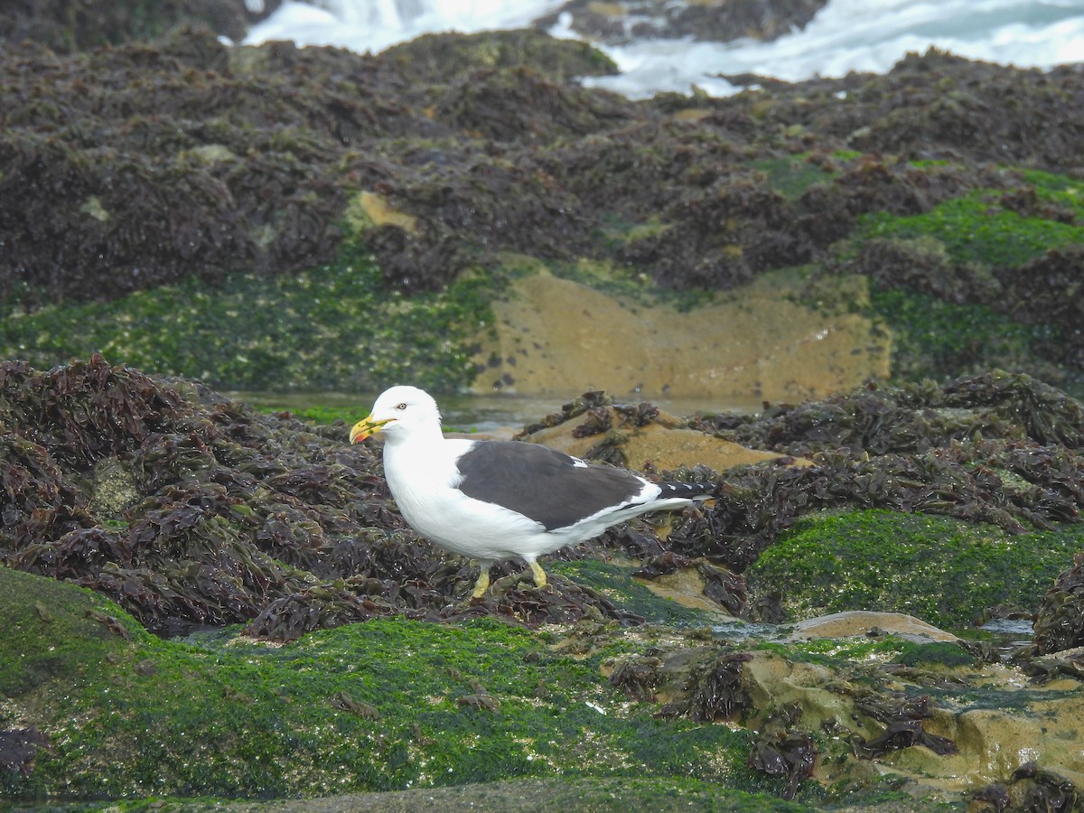 Kelp Gull - ML641275990