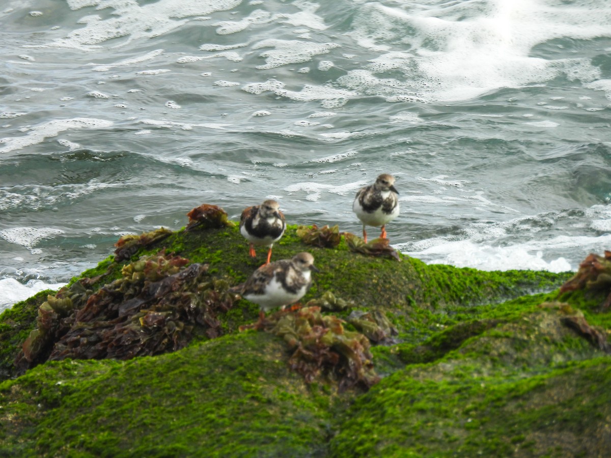 Ruddy Turnstone - ML641275997