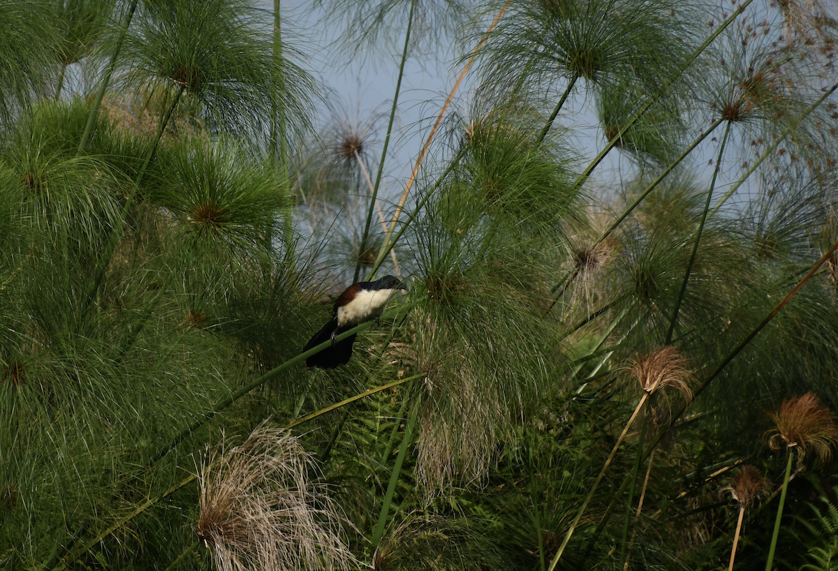 Blue-headed Coucal - ML641276002