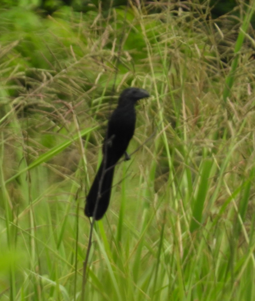 Smooth-billed Ani - ML641276004
