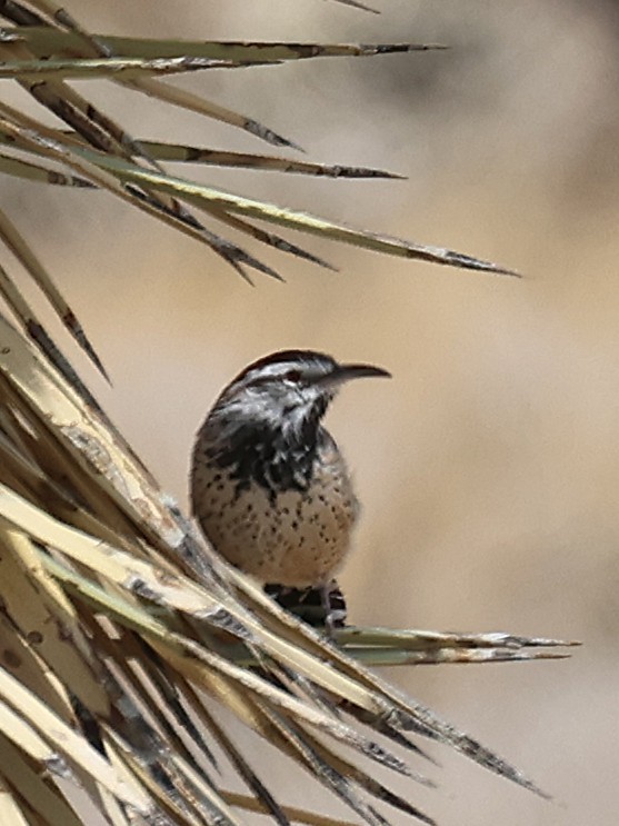 Cactus Wren - ML641276008