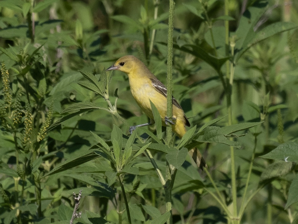 Orchard Oriole - ML641276013