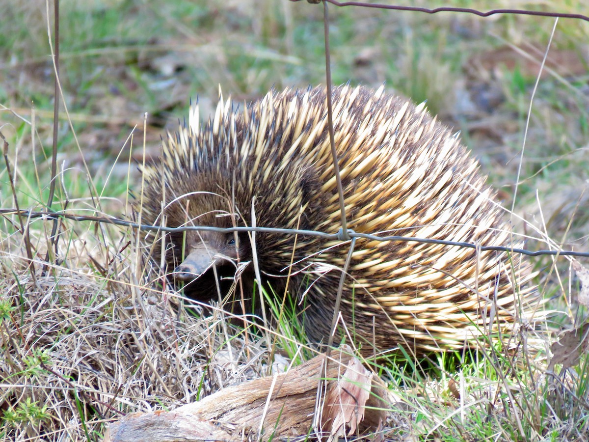 Echidnas - ML641276050