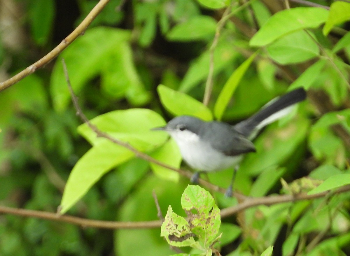 Tropical Gnatcatcher - ML641276059